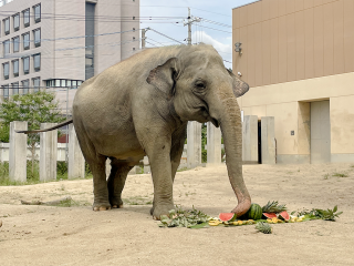 【終了しました】スリランカゾウ「ナマリー」のお誕生日会を開催します