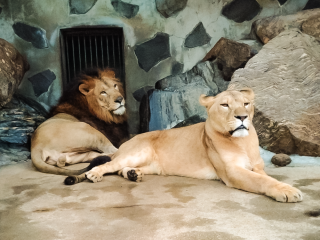 徳山動物園へようこそ、ライオンの「リント」＆「コウメ」