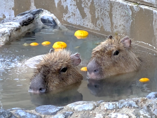 徳山ライオンズクラブから湯野温泉の温泉水をカピバラにプレゼント