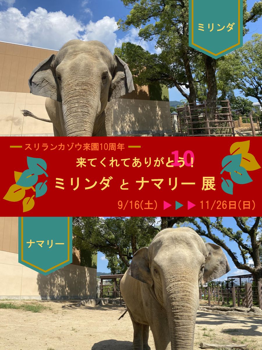 【開催期間 延長】～スリランカゾウ来園 10 周年～来てくれてありが 10(とう)！ ミリンダとナマリー展