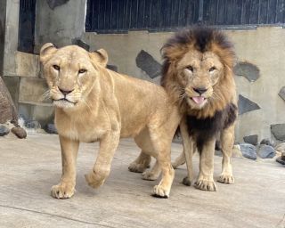 ライオンの餌やり体験はしばらくの間お休みします