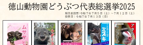 徳山動物園どうぶつ代表総選挙2025